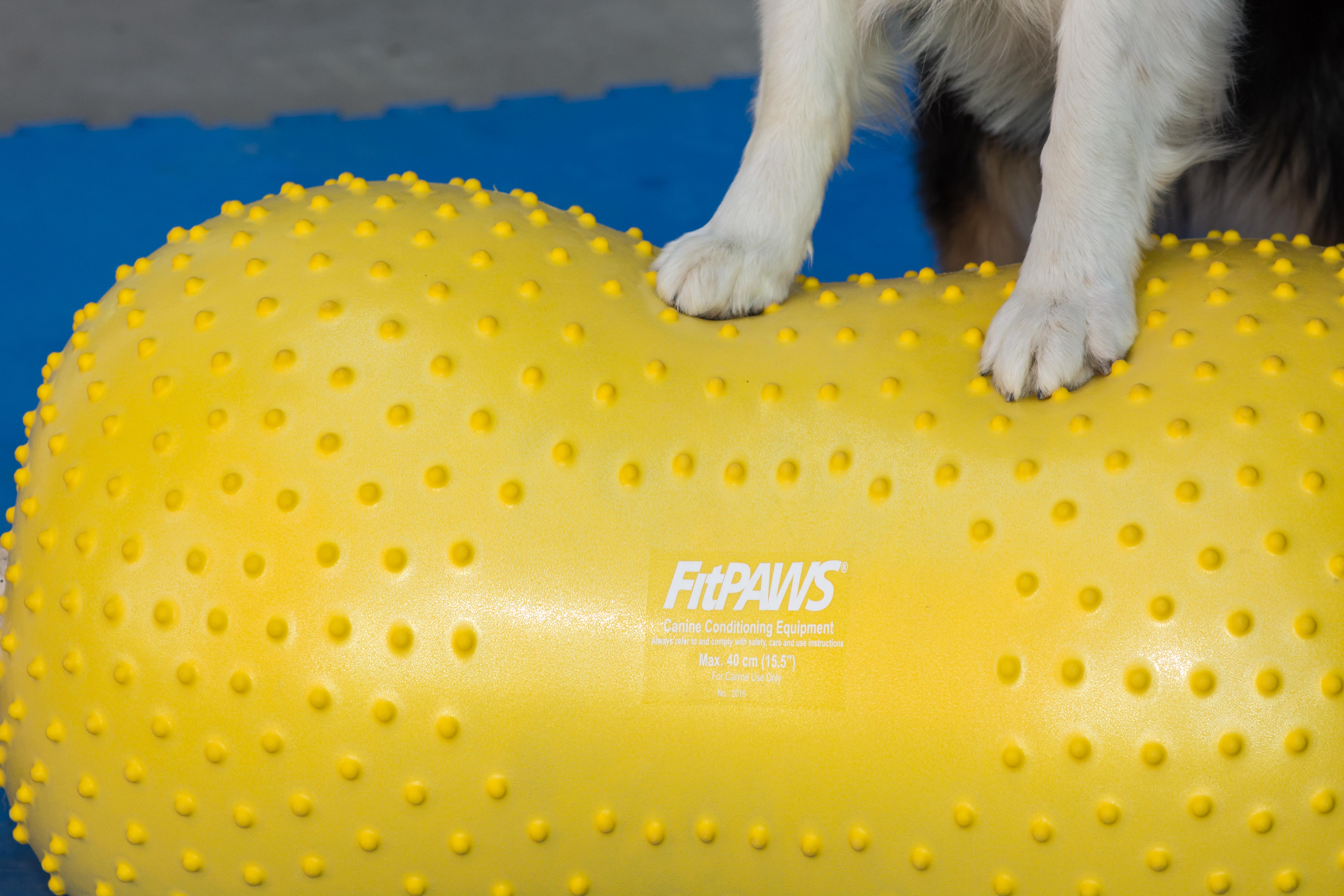 FitPAWS Peanut Yellow, Trax, 40cm